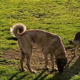 Anatolian Shepherd Dogs from GOAT Meadows