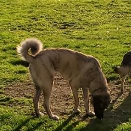 Anatolian Shepherd Dogs from GOAT Meadows