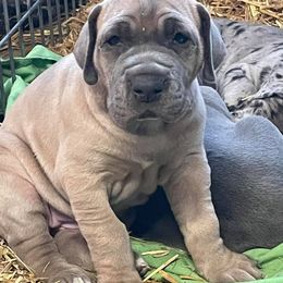 Great Dane and Old English Sheepdog Puppies from The Buttercream Ranch