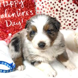 Tigger - Blue merle male Australian Shepherd puppy in Vail, Iowa from Homegrown Huskies