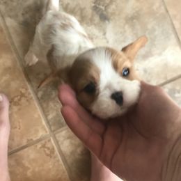 Cavalier King Charles Spaniel Puppies from Christina’s Cavaliers