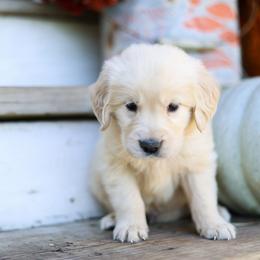 Mr. Navy - Light golden male Golden Retriever puppy in Paoli, Indiana from Rose n’ Thistle Farm