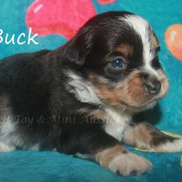 Buck - Blue merle male Miniature American Shepherd puppy in Godley, Texas from Flying H Toy and Mini Aussies