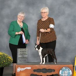 Autumn - Boston Terrier