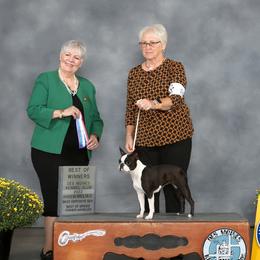Autumn - Boston Terrier