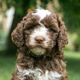 Australian Labradoodles from Discovery Tails Labradoodles
