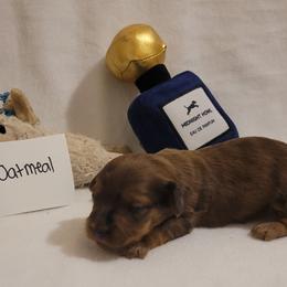 Oatmeal (chiweenie) - Dapple male Dachshund puppy in Pinson, Alabama from Sweet Honey Bunn Hounds