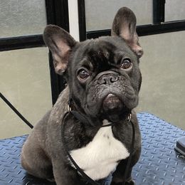 Fritz  - French Bulldog