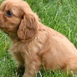 Cavalier King Charles Spaniels from Blueberry Hill Cavaliers