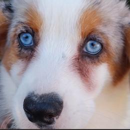 Cardigan Welsh Corgi Puppies from Victory Crown