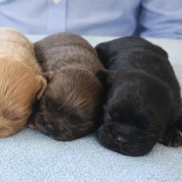 Bulldogs and Shih Tzus from C&A IronHeart Bulldogs and Krymson Kandy Shihtzus