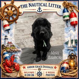 Harbor - Black female Goldendoodle puppy in North Conway, New Hampshire from Arbor Grace Doodles