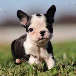 AKC 'Hopper' - Black brindle and white male Boston Terrier puppy in Lamar, Missouri from Marti Acres ~ Boston Terrier & Beagles