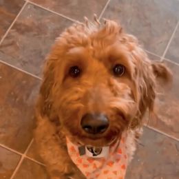 Eanie - Goldendoodle