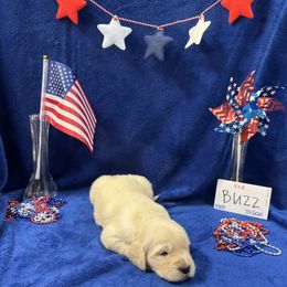 Golden Retriever Puppies from R & K Golden Acres LLC