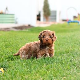 Sonora - Merle female Cavapoo puppy in Saratoga Springs, Utah from Sage & Paws Puppy co.