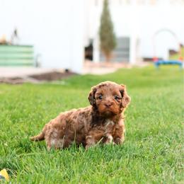 Sonora - Merle female Cavapoo puppy in Saratoga Springs, Utah from Sage & Paws Puppy co.