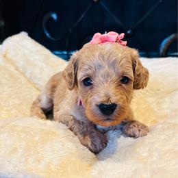 Tria - Buff and white female Cockapoo puppy in Kingfisher, Oklahoma from Perdue Puppies
