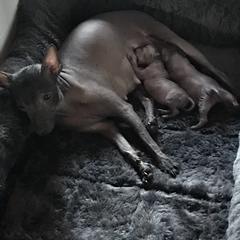 Xoloitzcuintli Puppies from Vineyardview Toy Xoloitzcuintle