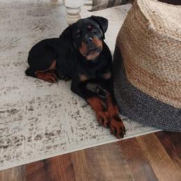 Rottweiler Puppies from Vom Arnold-Hause Rottweilers