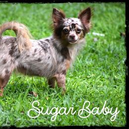 Sugar - Chihuahua