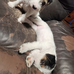 Jack Russell Terrier Puppies from Ethical Jacks