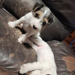 Jack Russell Terrier Puppies from Ethical Jacks