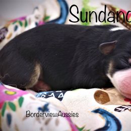 Miniature American Shepherd Puppies from Borderview Aussies