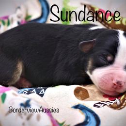 Miniature American Shepherd Puppies from Borderview Aussies