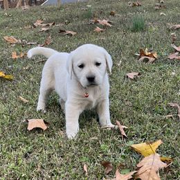 Ginger(orange Collar) - Yellow female Labrador Retriever puppy in Mansfield, Missouri from Leadhill Labs