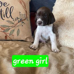 Green - Liver and white female German Shorthaired Pointer puppy in Dahlonega, Georgia from Pointer Mountain Bird Dogs