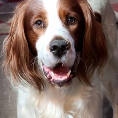 Irish Red and White Setter All Grown Up from Ridgepoint