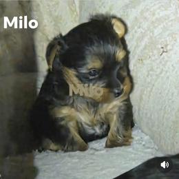 Milo - Black and gold male Yorkshire Terrier puppy in Nampa, Idaho from Richard's Yorkies