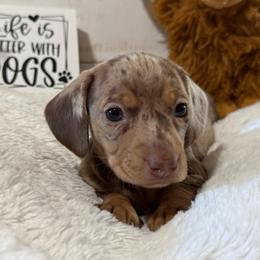 Tommy - Dapple male Dachshund puppy in Gerber, California from Red Dirt Doxies