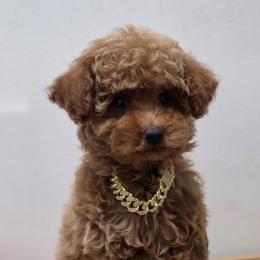 Malibu - Red male Maltipoo puppy in San Diego, California from Maltipoos SD