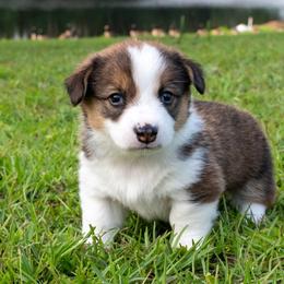 Pembroke Welsh Corgis from Surfside Corgis South Carolina