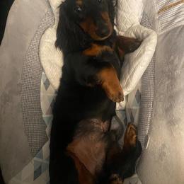 Dachshund Puppies from ForeversEdge Doxies