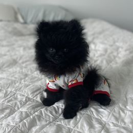 Pomeranian Puppies from POMS USA
