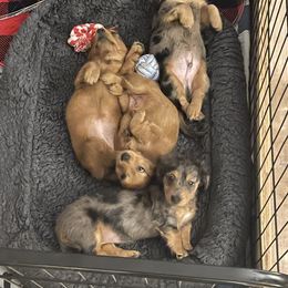 Dachshund Puppies from Rich point