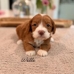 Wells - Caramel male Australian Labradoodle puppy in Nashville, Tennessee from SF Australian Labradoodles