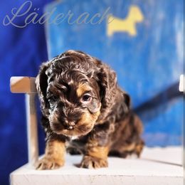 Cockapoo Puppies from Royal Cockapoo Playhouse