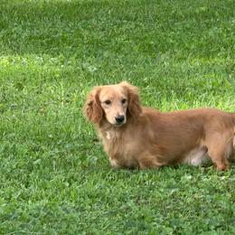 Creme - Cream male Dachshund puppy in Ottumwa, Iowa from Cross Bar