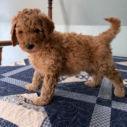 Uncle Si - Red  male Poodle puppy in Fairfield, North Carolina from Leaning T Ranch