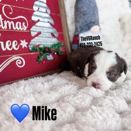 Mike - Brown and white male Aussiedoodle puppy in Sulphur Bluff, Texas from V6 Ranch Dogs