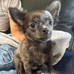 Rainie - Blue and white male Chihuahua puppy in Coweta, Oklahoma from Green Country Chihuahuas