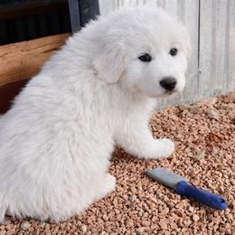 Blue Boy - White male Great Pyrenees puppy in Elfrida, Arizona from Outlaw Acres Farm & Kennels