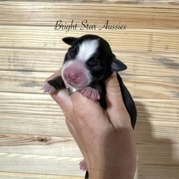 Boone Boone - Black tri-color female Australian Shepherd puppy in Newton, Mississippi from Bright Star Aussies