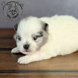 Gemma - Blue merle female Pomeranian puppy in Fultonville, New York from Sandy Aussies & Pomeranians