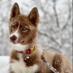 Native American Indian Dog Puppies from Corn Moon Kennels