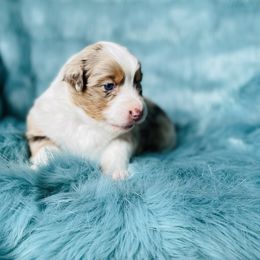 Australian Shepherd Puppies from Burdock Hill Australian Shepards